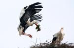 Storch_2