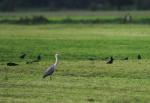 Reifer auf einem Feld