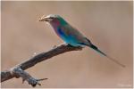 Lilac Breasted Roller