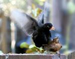 Amsel Paarungsakt