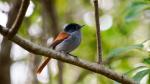 Paradies Flycatcher