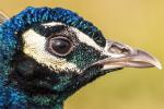 Pfau Portrait 100% crop 1