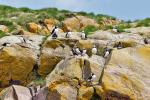 Puffins_2