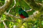 Quetzal