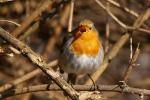 Rotkehlchen - Reviergesang