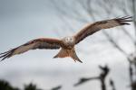 Rotmilan im Anflug