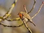 Rouge gorge Pt.Camargue