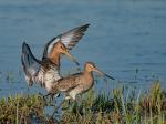 limosa kopula