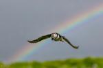 regenbogen puffin