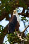 Schreiseeadler