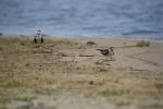 african skimmer