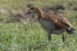 Nilgans