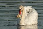 Schwan2