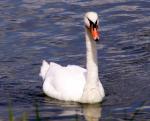 Schwan