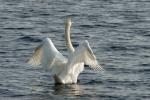 Schwan auf dem Tegeler See/Berlin