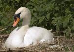 Schwan aus Nest