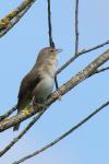 Singvogel in Wassernähe 3