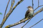 Singvogel in Wassernähe 1