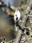 Spatz im Baum