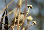 Spatz im Busch