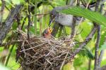 Sperbergrasmücke am Nest 3