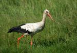 Storch 4
