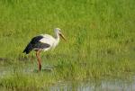 Storch