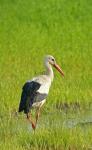 Storch