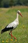 Storch 1