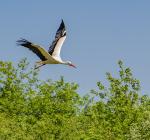 Storch