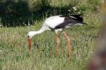 Storch 2