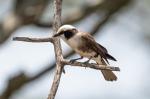 White-rumped Shrike?