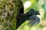 Schieferschwanz Trogon