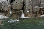 Vögel auf Farne Islands