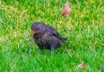 Amsel mit Wurm