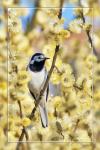 Motacilla cinerea (Bachstelze)