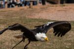 Weißkopfseeadler #1