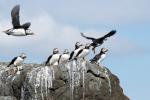 Vögel auf Farne Islands