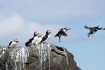 Vögel auf Farne Islands