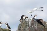 Vögel auf Farne Islands