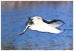 Sacred Ibis im Flug