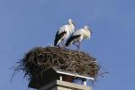 Weißstörche im Nest