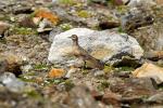 Ein Alpenvogel