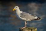 Möwe auf Fehmarn/Burgstaaken