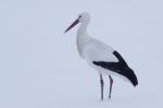 Weißstorch im Schnee