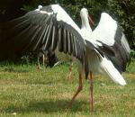 Storch