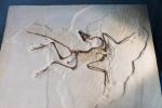 Archaeopteryx