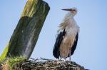 Storch