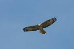 Bussard