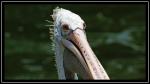 Pelikan im Singapore Zoo